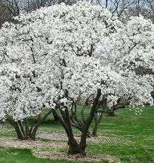 Mooie Magnolia 'Stellata' (Beverboom) in pot!, Overige soorten, Lente, Ophalen, Volle zon