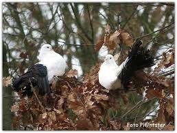 Sierduiven en Postduiven., Dieren en Toebehoren, Vogels | Duiven, Meerdere dieren, Postduif