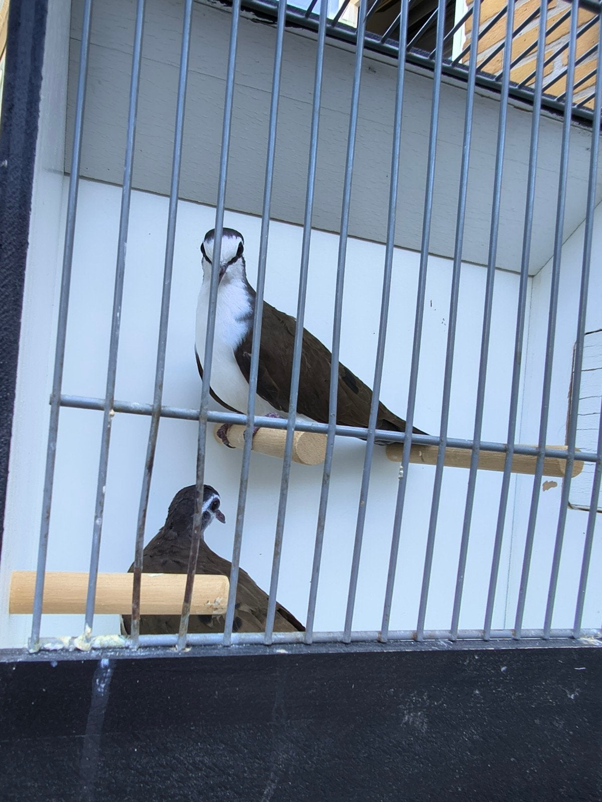 leuk koppel tamboerijnduifjes, Dieren en Toebehoren, Meerdere dieren