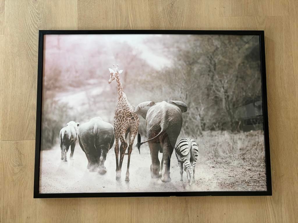Poster Safari Dieren Zwart Lijst 50x70cm, Ophalen of Verzenden, Gebruikt, Foto of Poster, 50 tot 75 cm