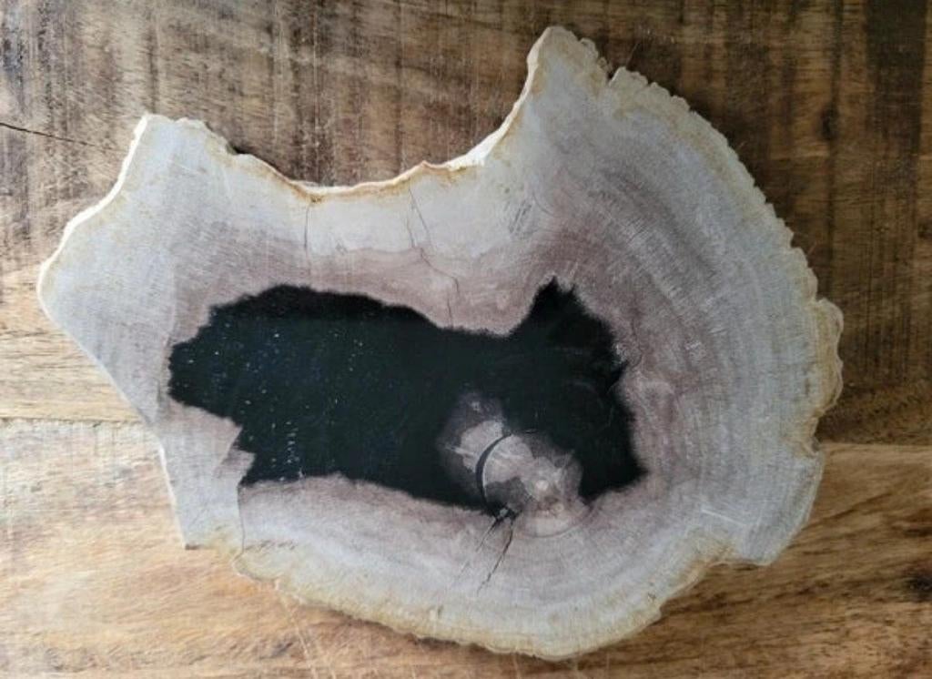 Schijf versteend hout, Ophalen of Verzenden