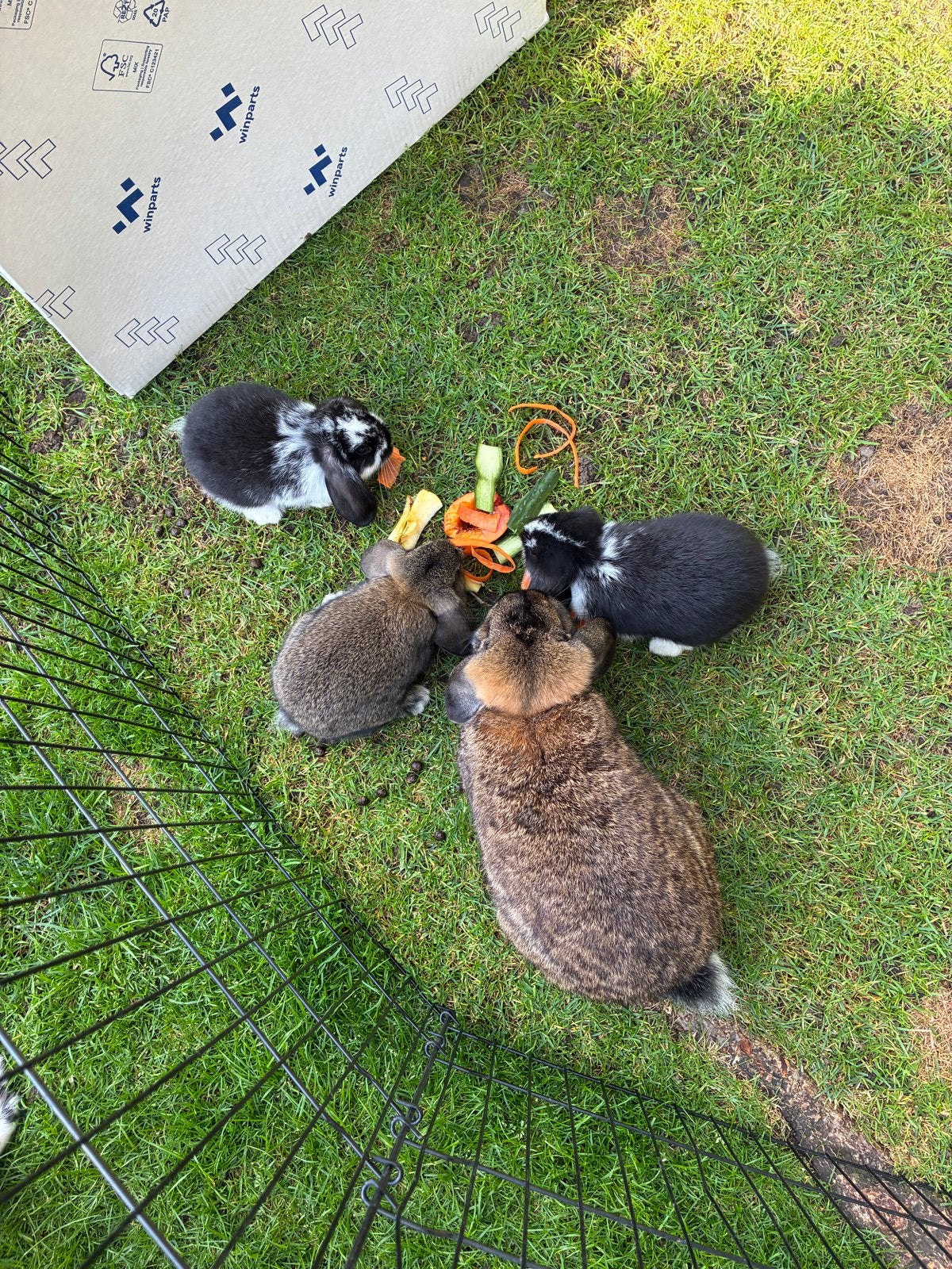 Lieve Jonge hangoor konijntjes te koop., Dieren en Toebehoren, Meerdere dieren, Middelgroot, Hangoor, 0 tot 2 jaar