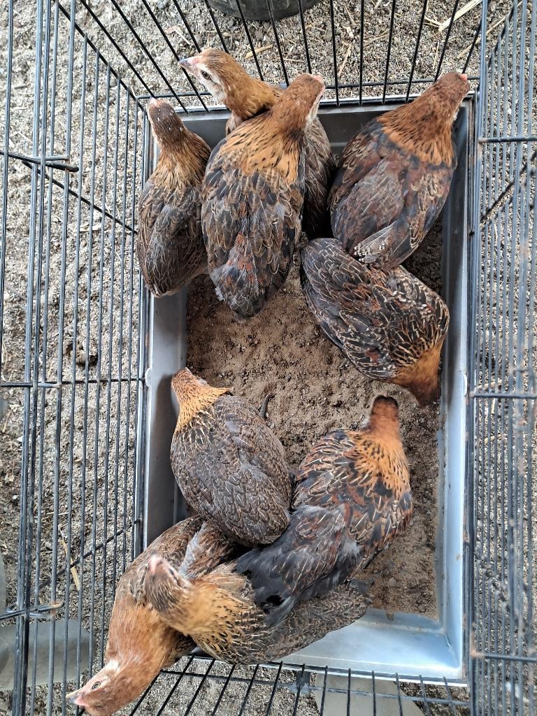 Araucana haantjes, Dieren en Toebehoren, Mannelijk, Kip