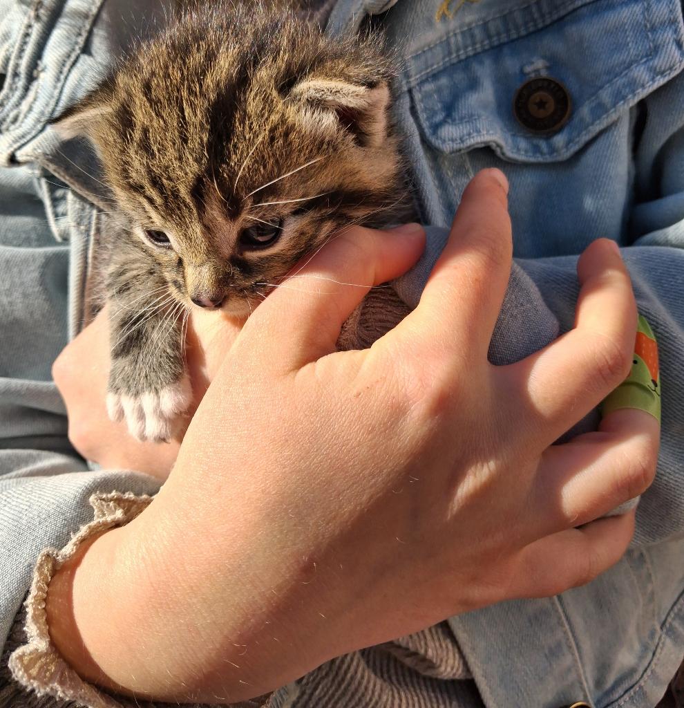 Kittens, Poes, Ontwormd, 0 tot 2 jaar