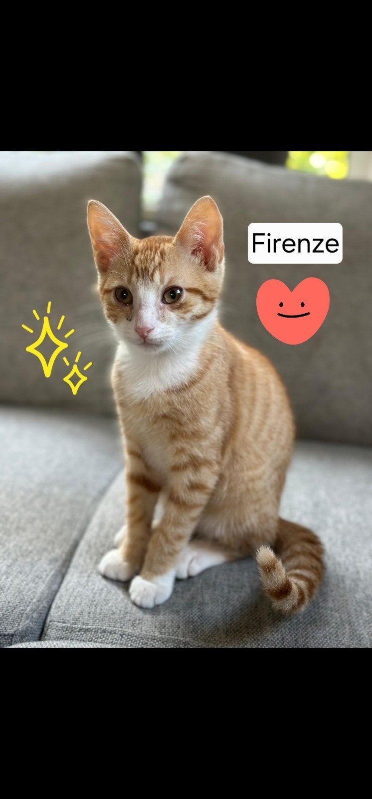 te koop lieve kittens, Dieren en Toebehoren, Meerdere dieren