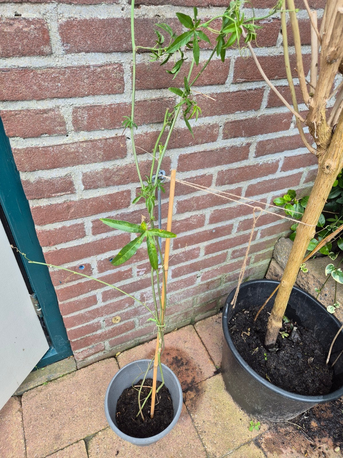 Blauwe Passiebloem - 4 stuks in potje, direct te planten, Ophalen, Volle zon, Vaste plant, Klimplanten