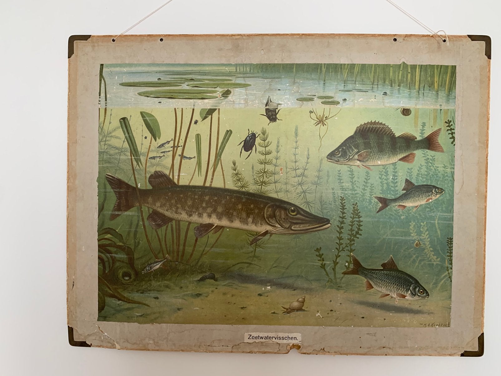 Schoolplaat Zoetwatervisschen van Koekoek, Ophalen, Natuur en Biologie