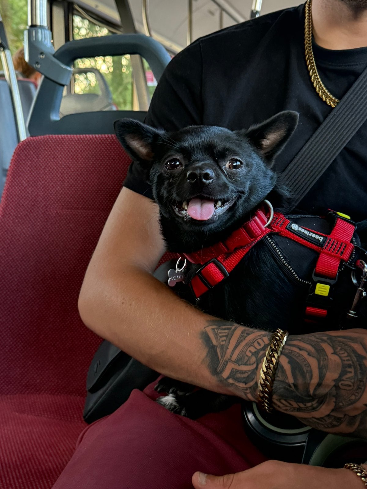Lieve chihuahua/pomeriaan pup!, Ophalen, Zo goed als nieuw