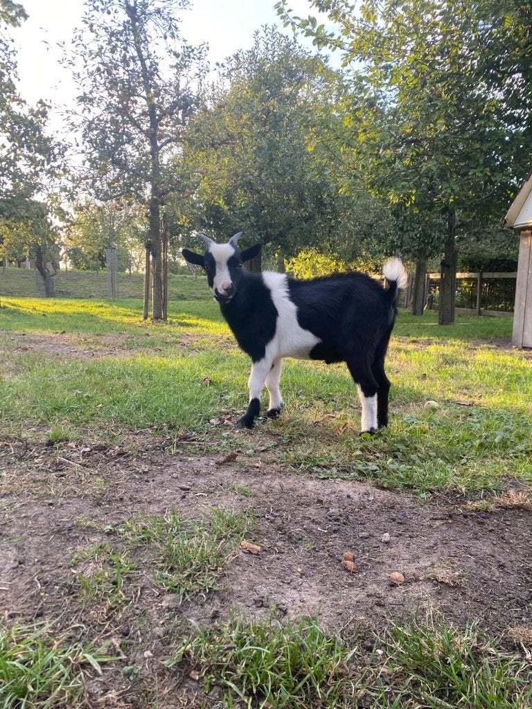 dwerggeitjes, Meerdere dieren, Geit, 0 tot 2 jaar