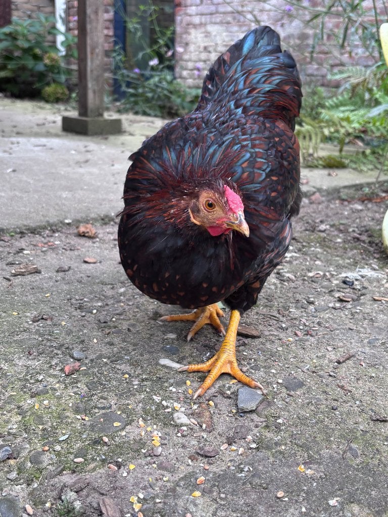 Wyandotte goud zwart gezoomd, Dieren en Toebehoren, Mannelijk, Kip