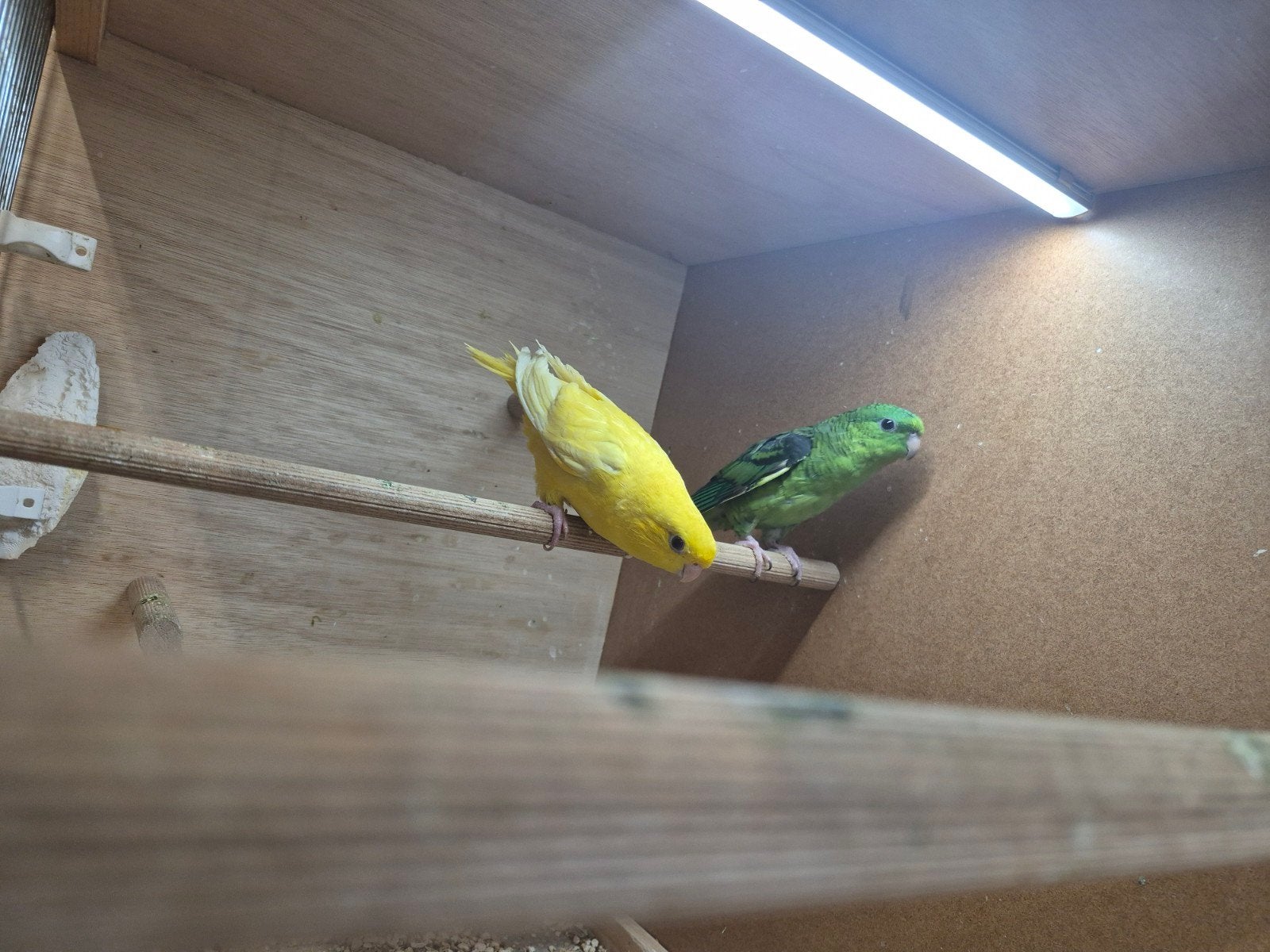 koppel catharina parkieten, Dieren en Toebehoren, Vogels | Parkieten en Papegaaien, Meerdere dieren, Parkiet, Geringd