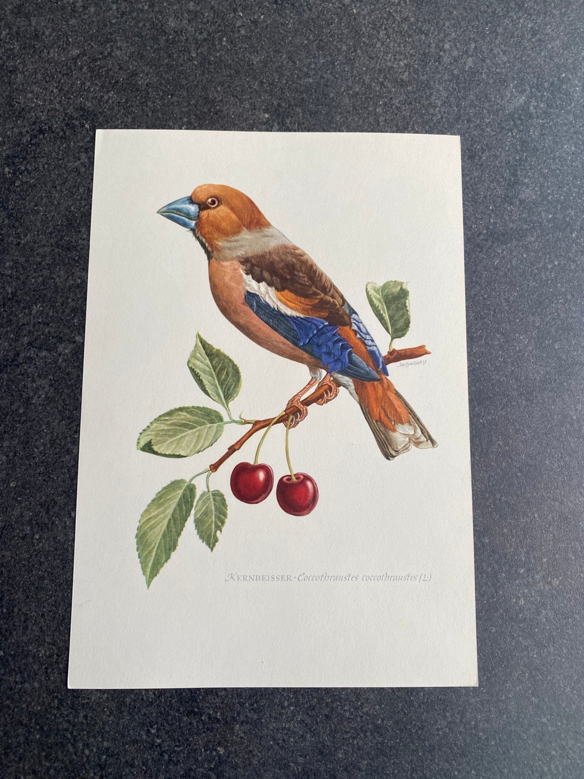 10 prenten Zangvogels 16,5x24 cm samen 20 euro oa vink, Antiek en Kunst, Ophalen of Verzenden, Natuur en Biologie