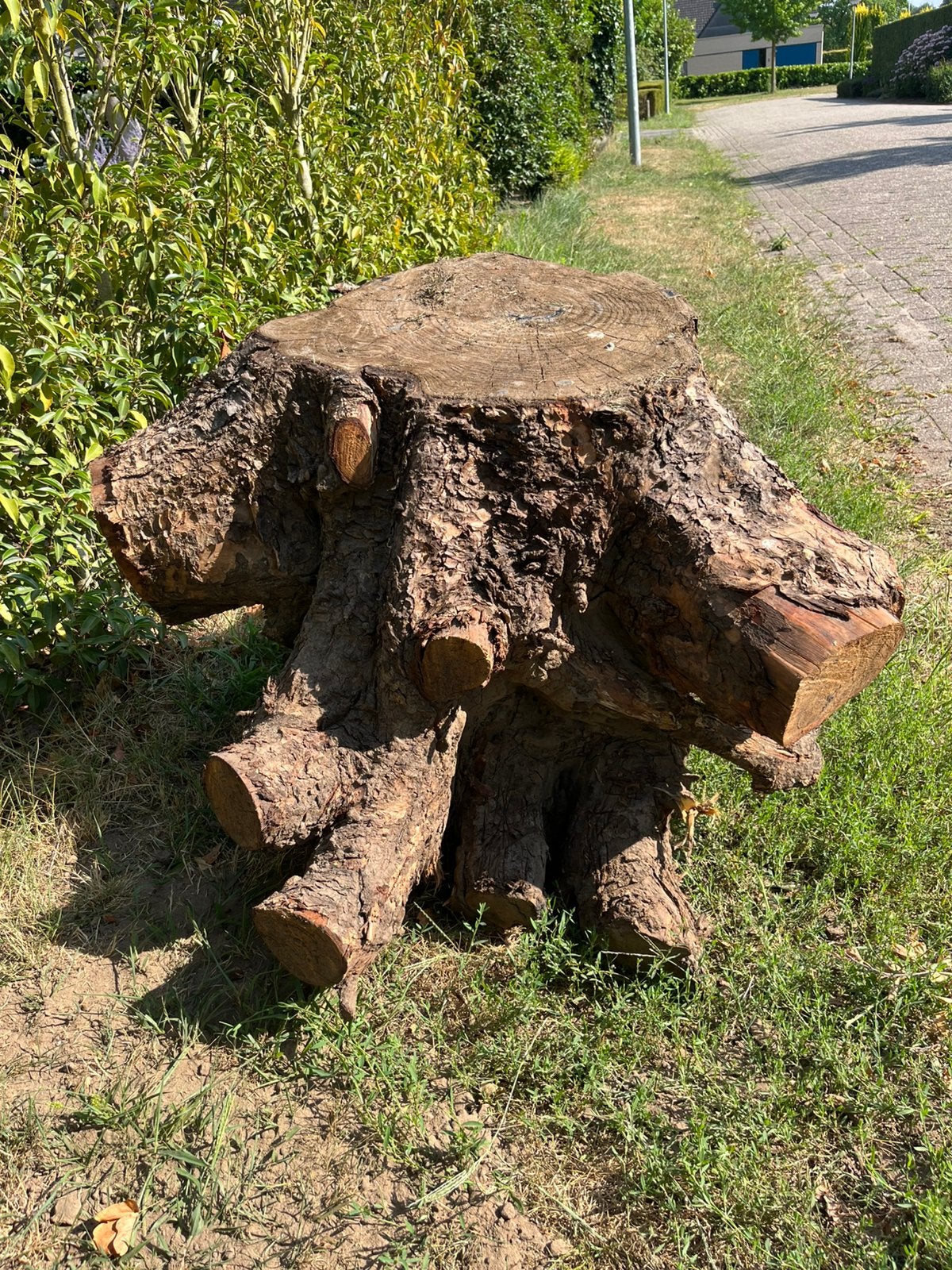 Boomwortel schitterende vorm, Tuin en Terras, Haardhout, Minder dan 3 m³, Ophalen, Overige houtsoorten, Stammen