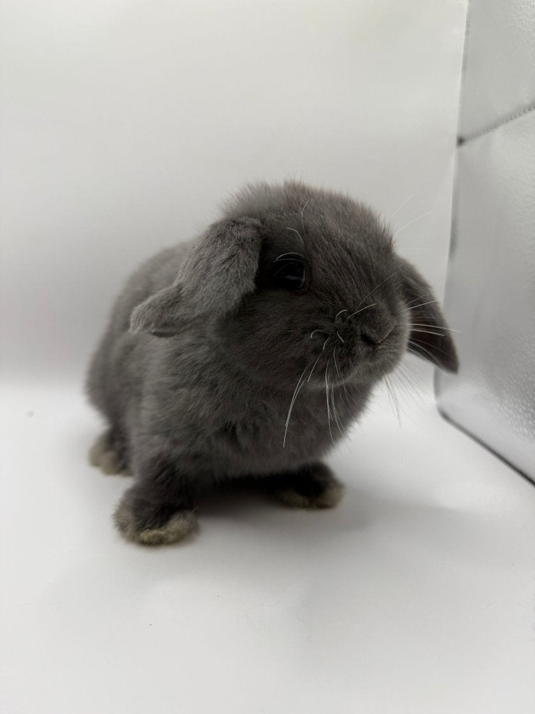 Te koop jonge Nederlandse dwerghangoren, Dieren en Toebehoren, Meerdere dieren, Dwerg, Hangoor, 0 tot 2 jaar