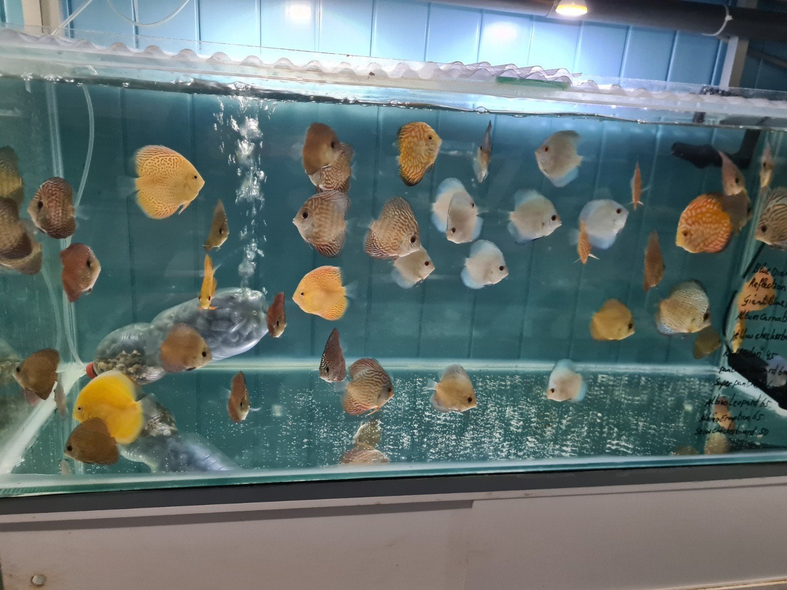 Diverse soorten Discus