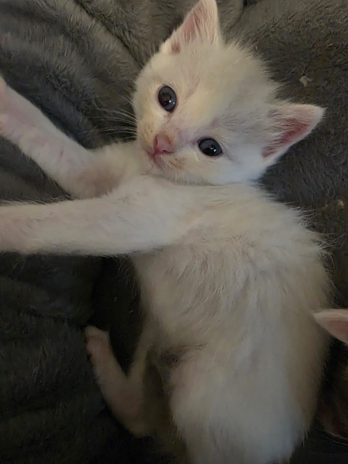 Ragdoll x Europese korthaar kittens, Dieren en Toebehoren, Meerdere dieren, Gechipt, 0 tot 2 jaar