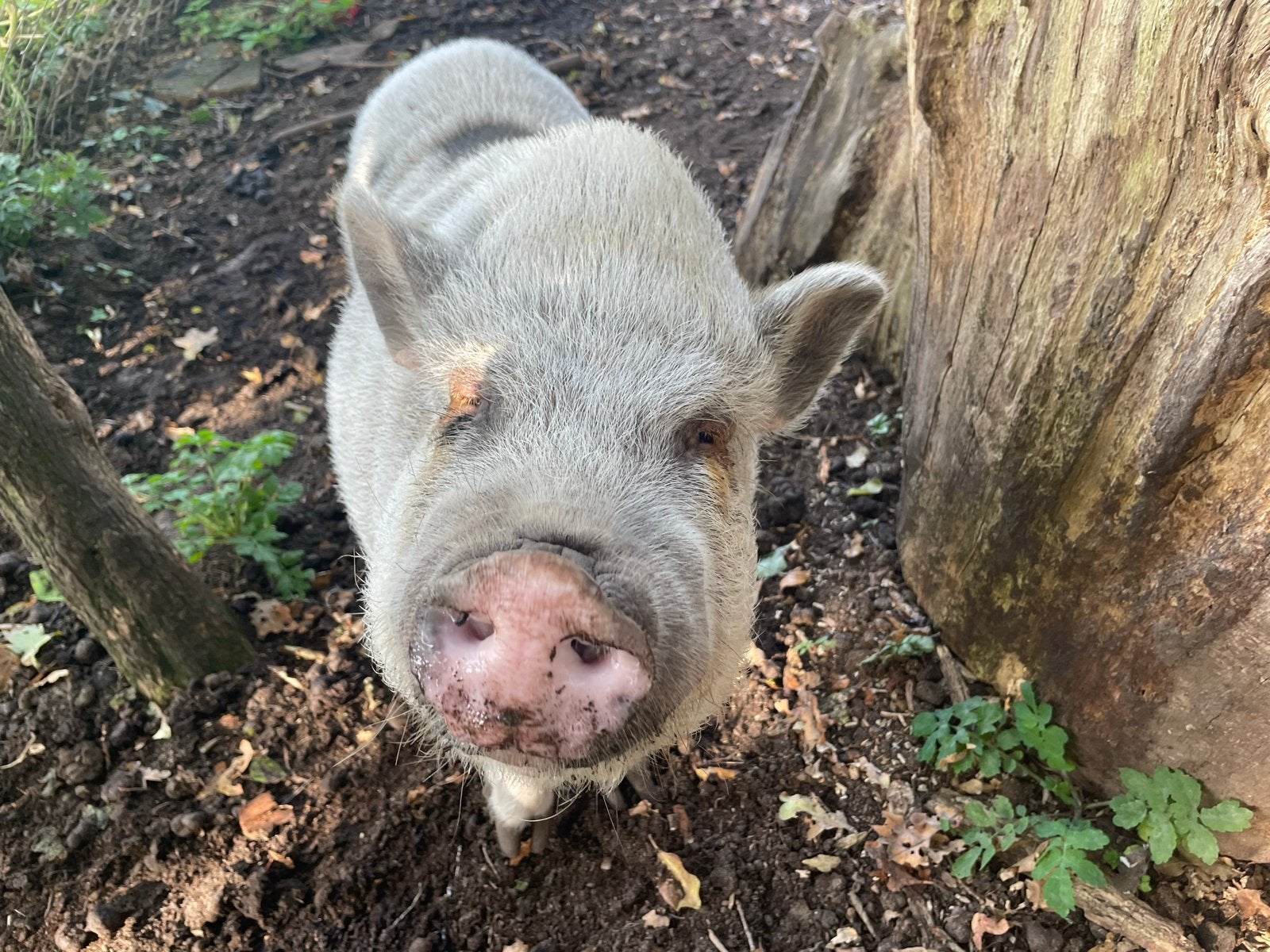 Mini-Göttinger zeugje., Dieren en Toebehoren