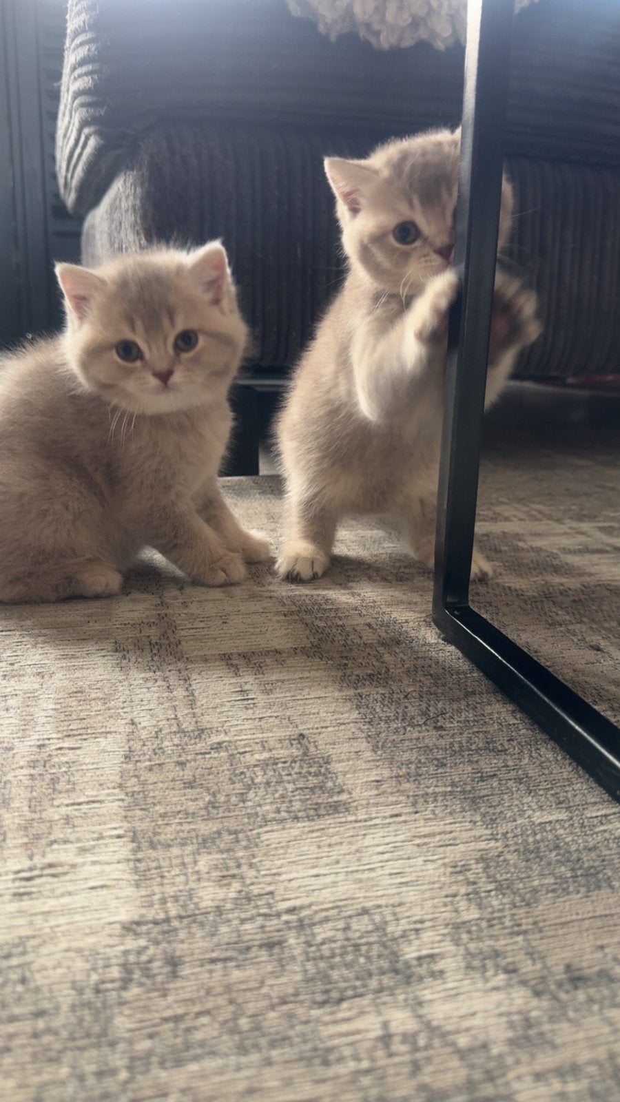 Britse Korthaar kittens 2 meisjes – geboren met Pasen, Poes