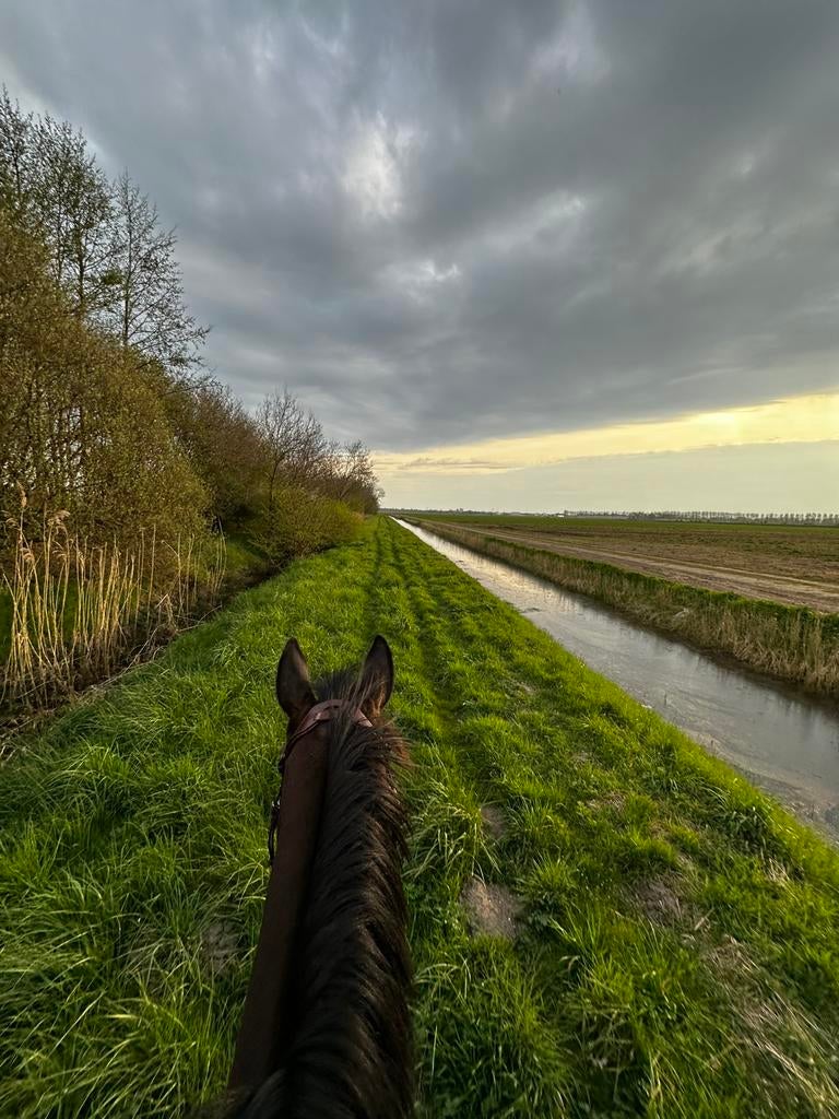 Stalling gezocht, Stalling