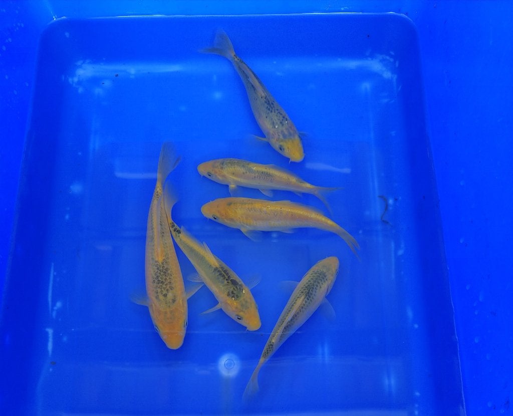 Midori Tosai Yamanaka Oya koifarm, Dieren en Toebehoren, Karper of Koi