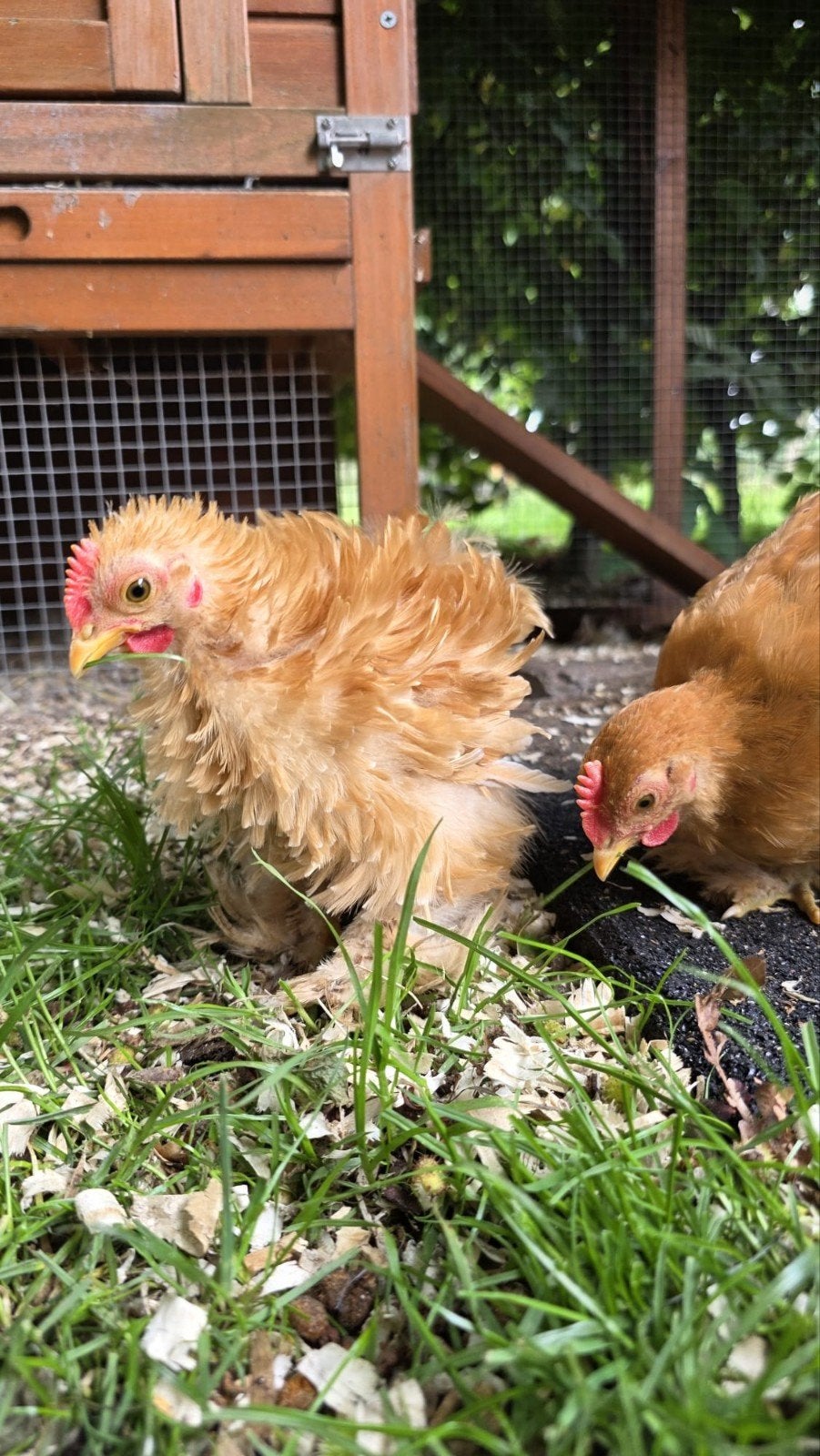 3 mooie jonge cochin hanen, Mannelijk, Kip