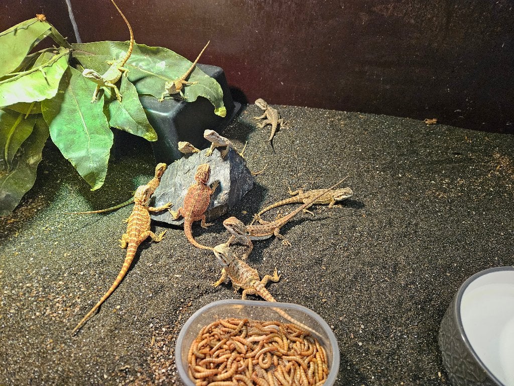 Pogona Viticeps Baardagaam Bearded Dragon photo 2