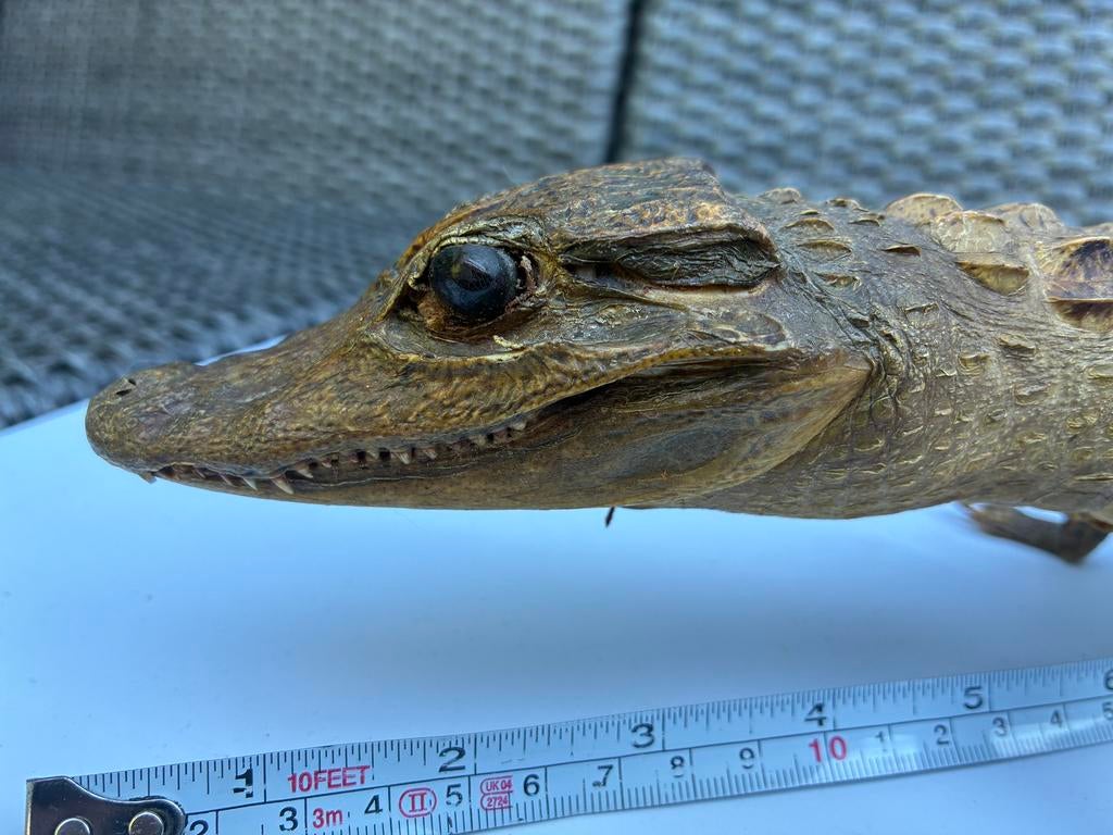 Opgezette kaaiman krokodil 62cm, Verzamelen, Dierenverzamelingen, Ophalen of Verzenden, Gebruikt, Reptiel of Amfibie, Opgezet dier