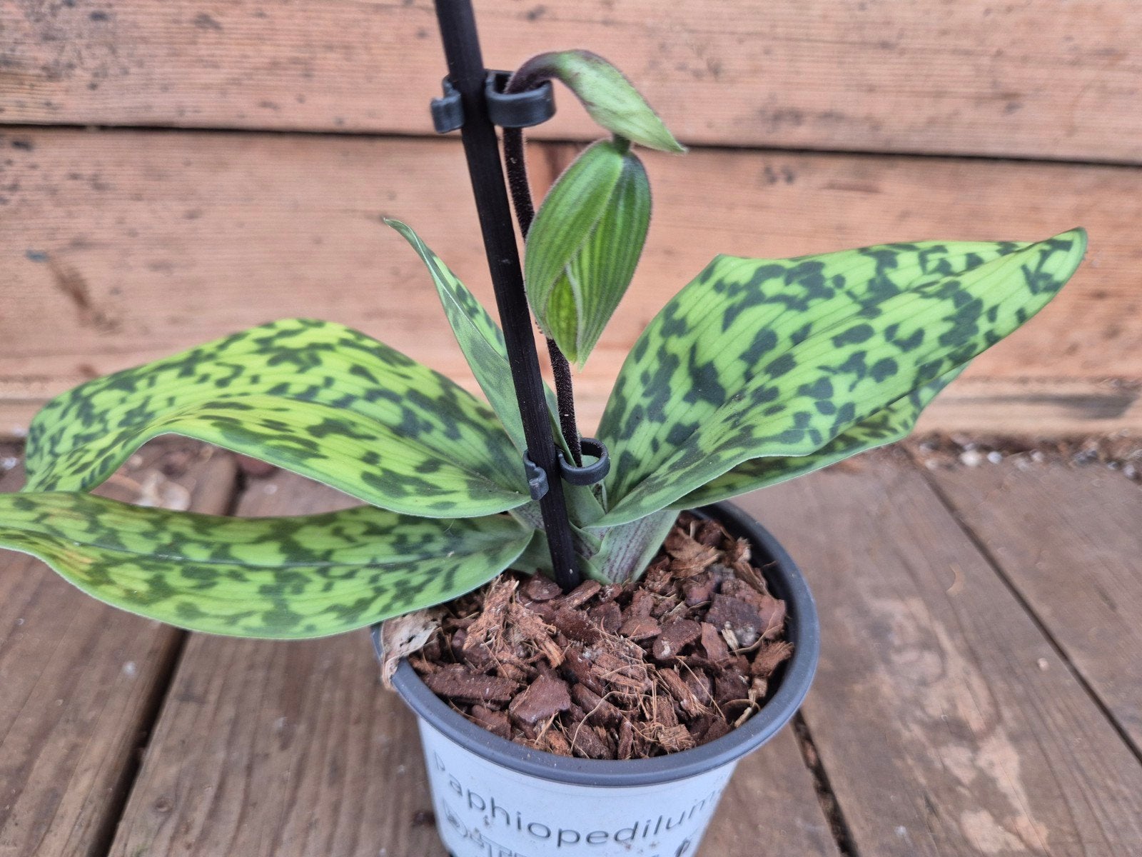 Orchidee Paphiopedilum p9 (E), Ophalen of Verzenden, Halfschaduw, Minder dan 100 cm