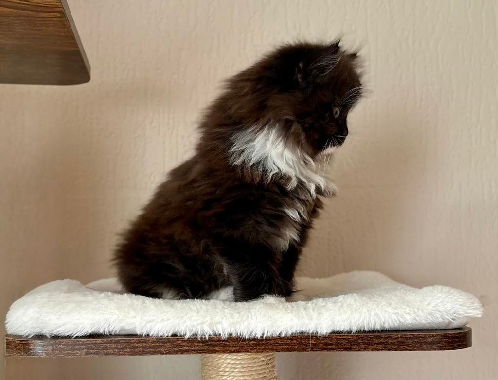 Prachtige Perzische/Ragdoll kittens, Meerdere dieren, Ontwormd, 0 tot 2 jaar