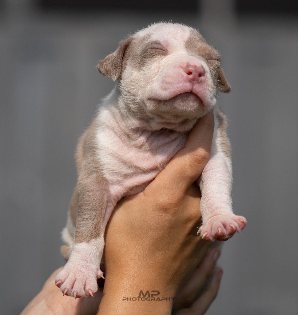 American Bully XL pup lilac tri, Dieren en Toebehoren, Honden | Bulldogs, Pinschers en Molossers, België, Fokker | Hobbymatig