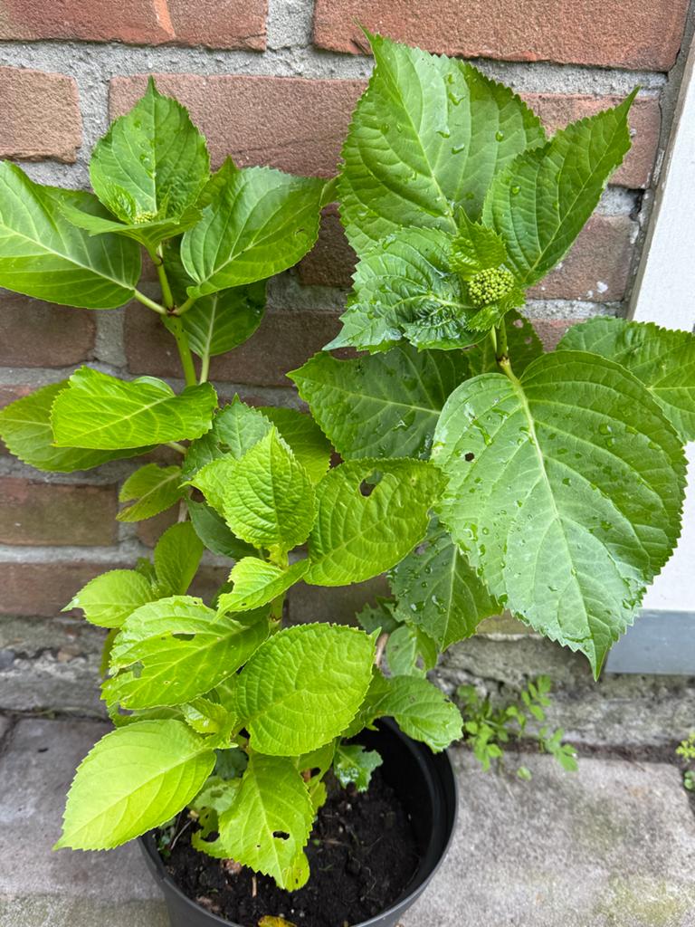 Hortensia  - Hydrangea, Vaste plant, Halfschaduw, Zomer, Ophalen