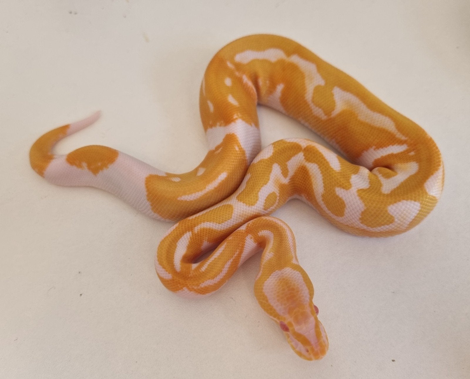 0.1 (blackhead) dreamsicle koningspython python regius Ball Python - female for sale from Rocking Reptiles