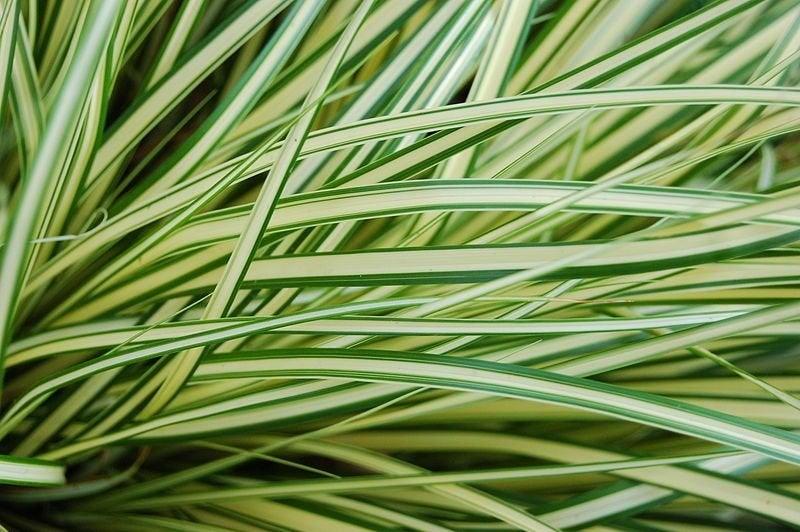 Restpartij 21 Siergrassen Mix grote planten € 100, Ophalen of Verzenden, Herfst, Siergrassen, Volle zon