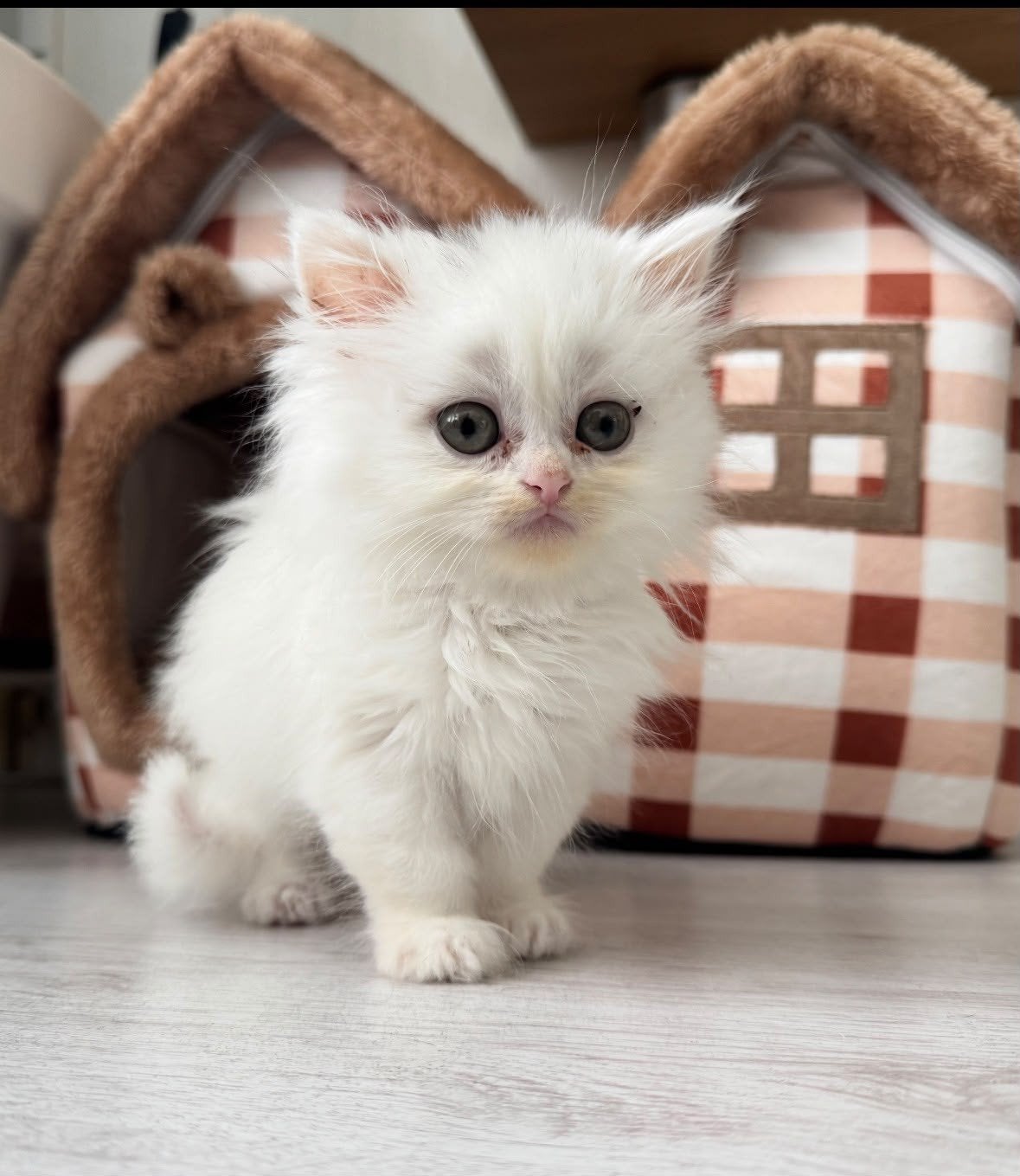 Lieve en speelse kittens (1 katertje en 1 poesje) – 2 maande, Dieren en Toebehoren, Meerdere dieren