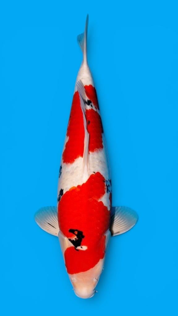 Jumbo tosai SANKE MOMOTARO big koi 49cm !!!, Dieren en Toebehoren, Vissen | Vijvervissen, Karper of Koi