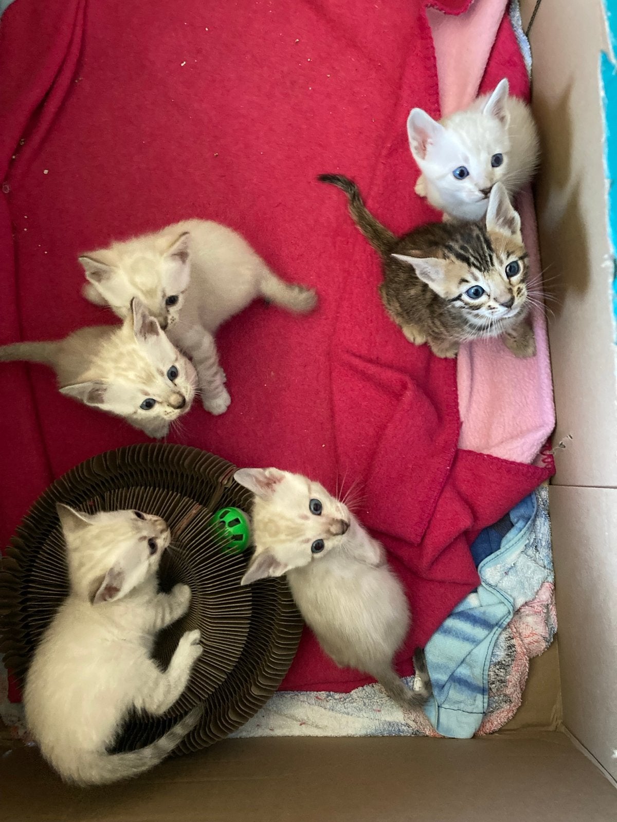 Kittens Bengalen, Dieren en Toebehoren, Meerdere dieren, Kortharig, 0 tot 2 jaar