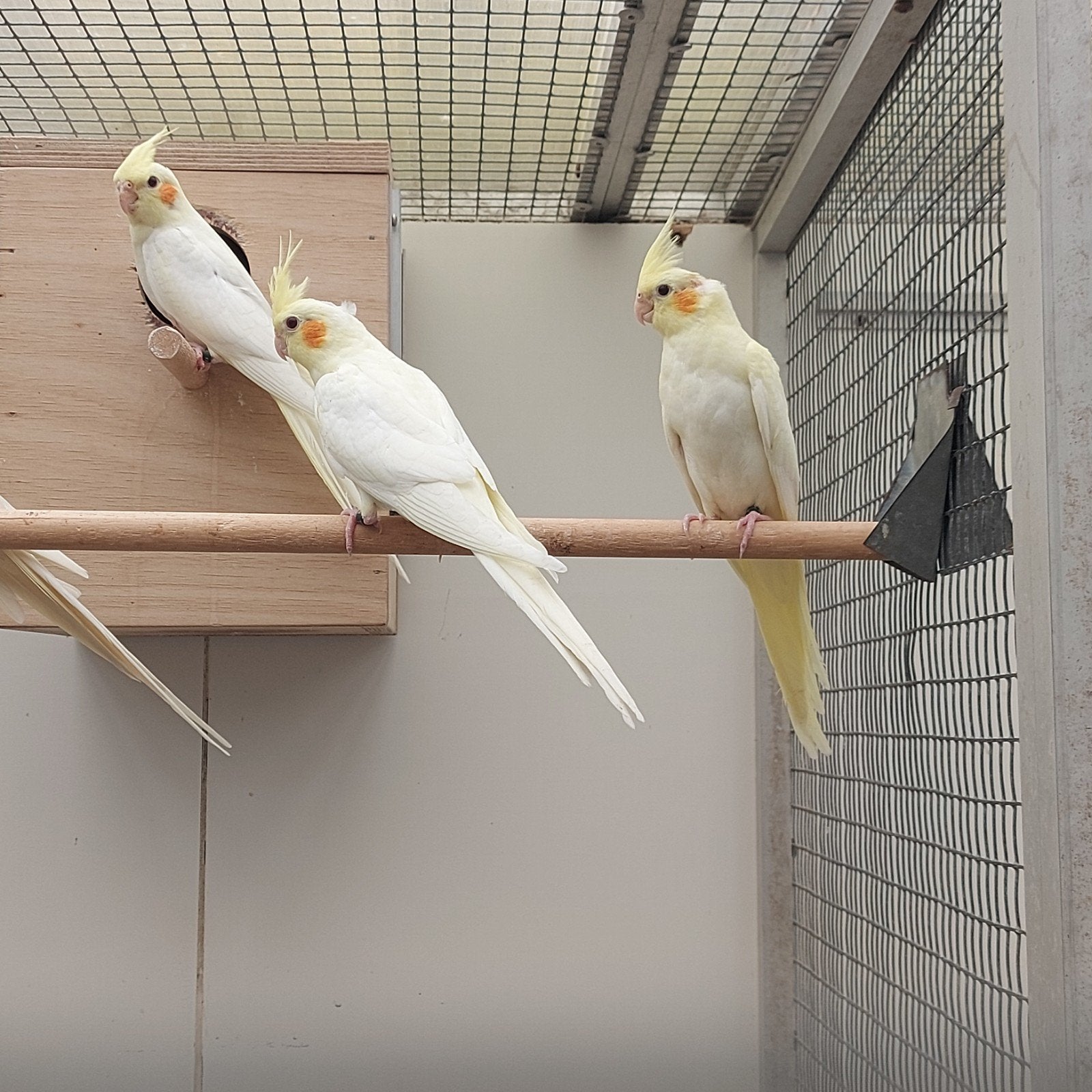 2 jonge lutino valkparkieten, Dieren en Toebehoren, Vogels | Parkieten en Papegaaien, Geslacht onbekend, Parkiet, Geringd