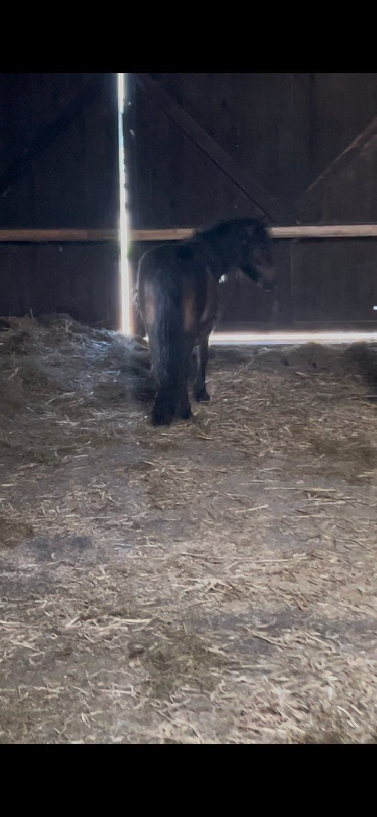 Stoere 1 jarige shetland mini pony hengst, Hengst, A pony (tot 1.17m), Gechipt, 0 tot 2 jaar