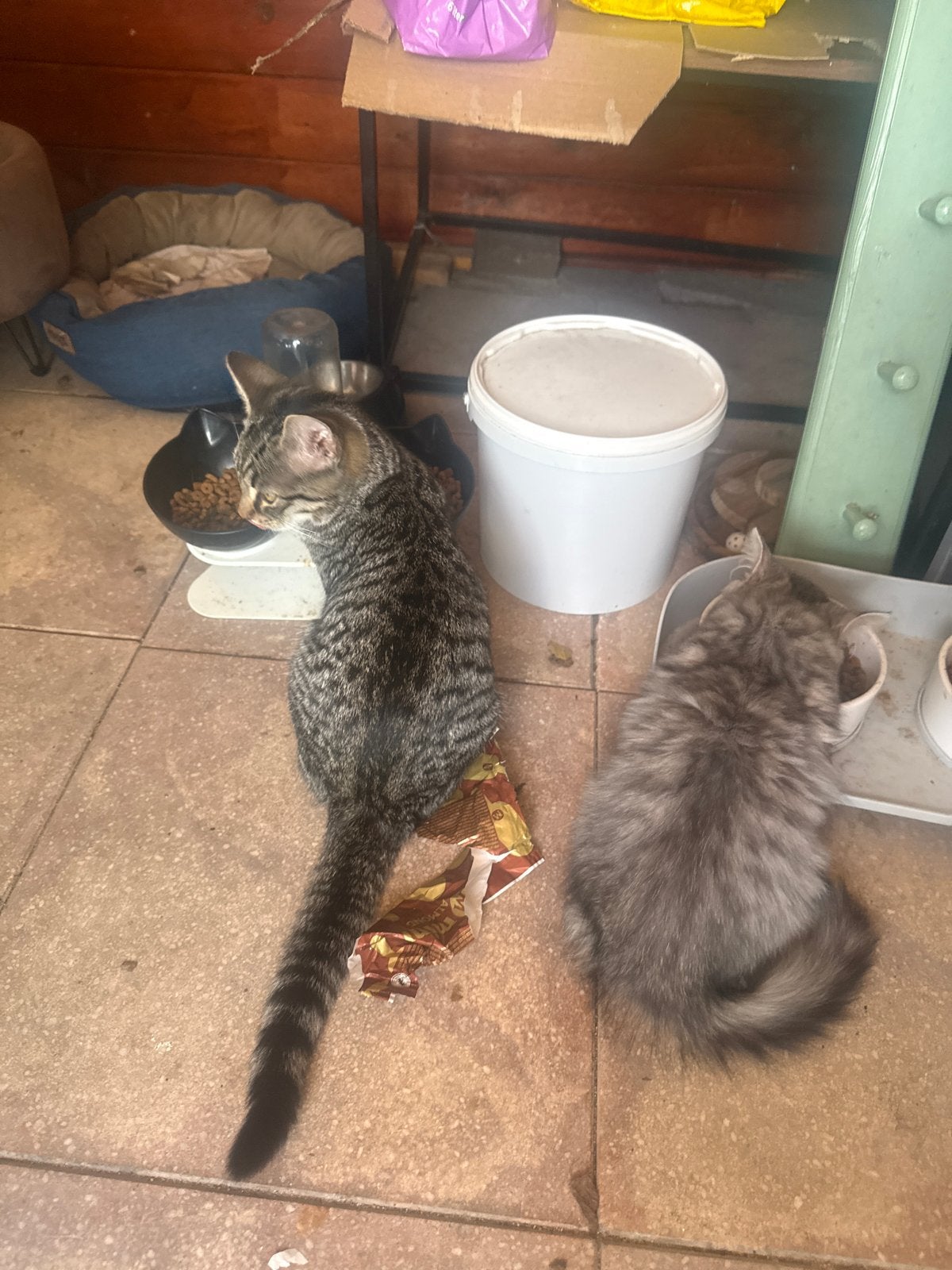 Mainecoon/europesekorthaar kruising, Dieren en Toebehoren, Kater