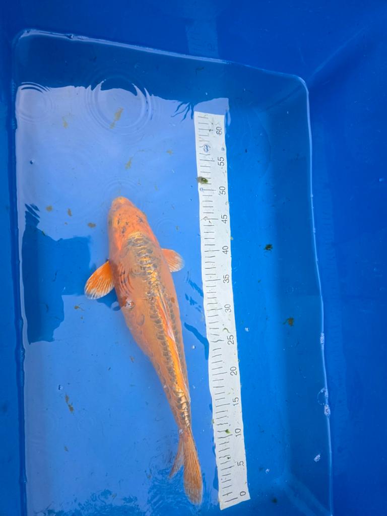 Leuke koi  De bakken moeten leeg, Karper of Koi