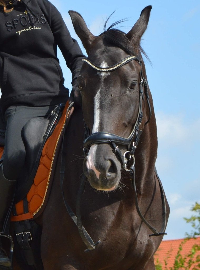 Bridle Schockemöhle Equitus Beta Lacquer Black, Dieren en Toebehoren, Ophalen, Hoofdstel, Anatomisch gevormd, Full