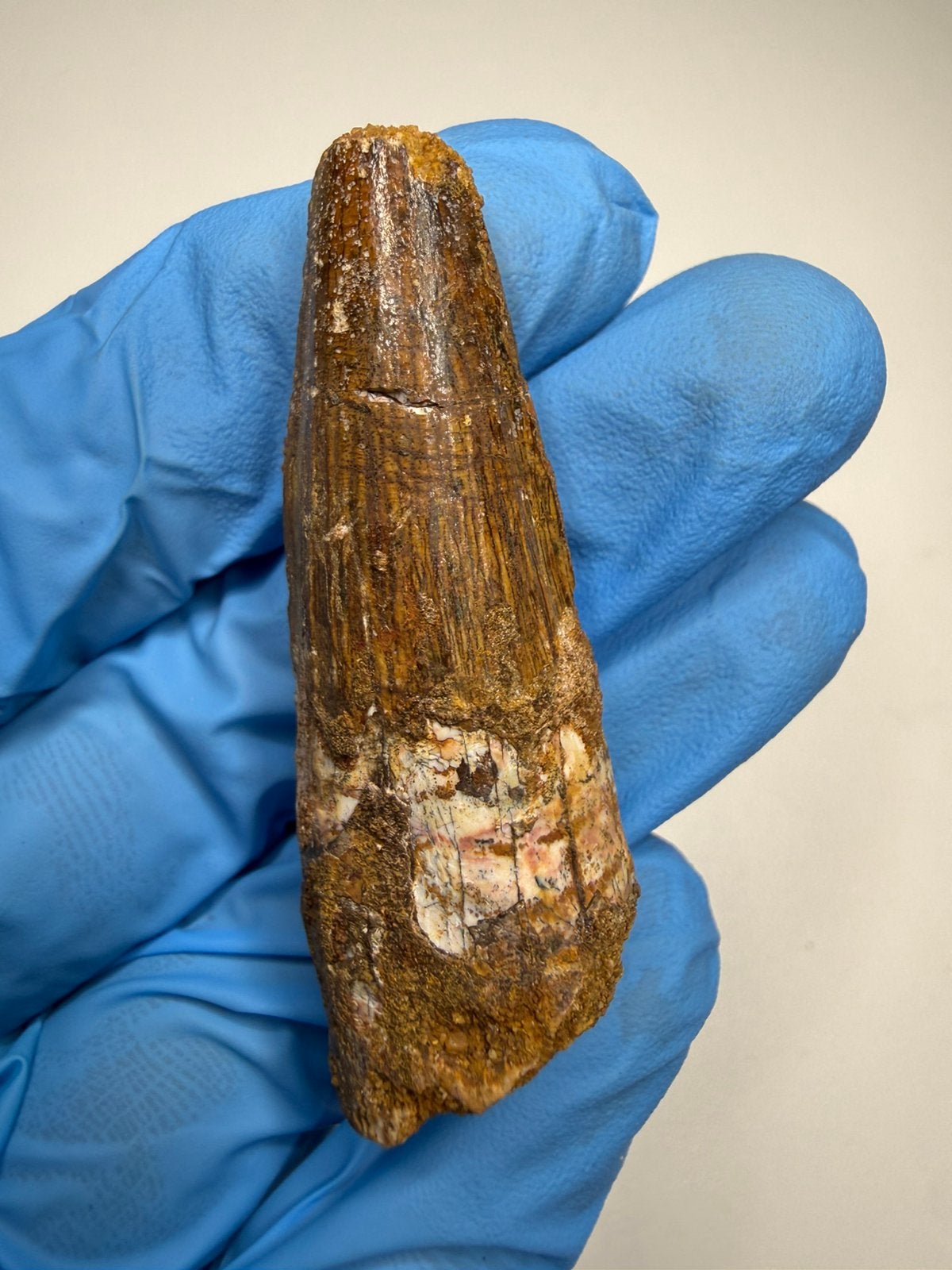 Spinosaurus tand, Ophalen of Verzenden, Fossiel