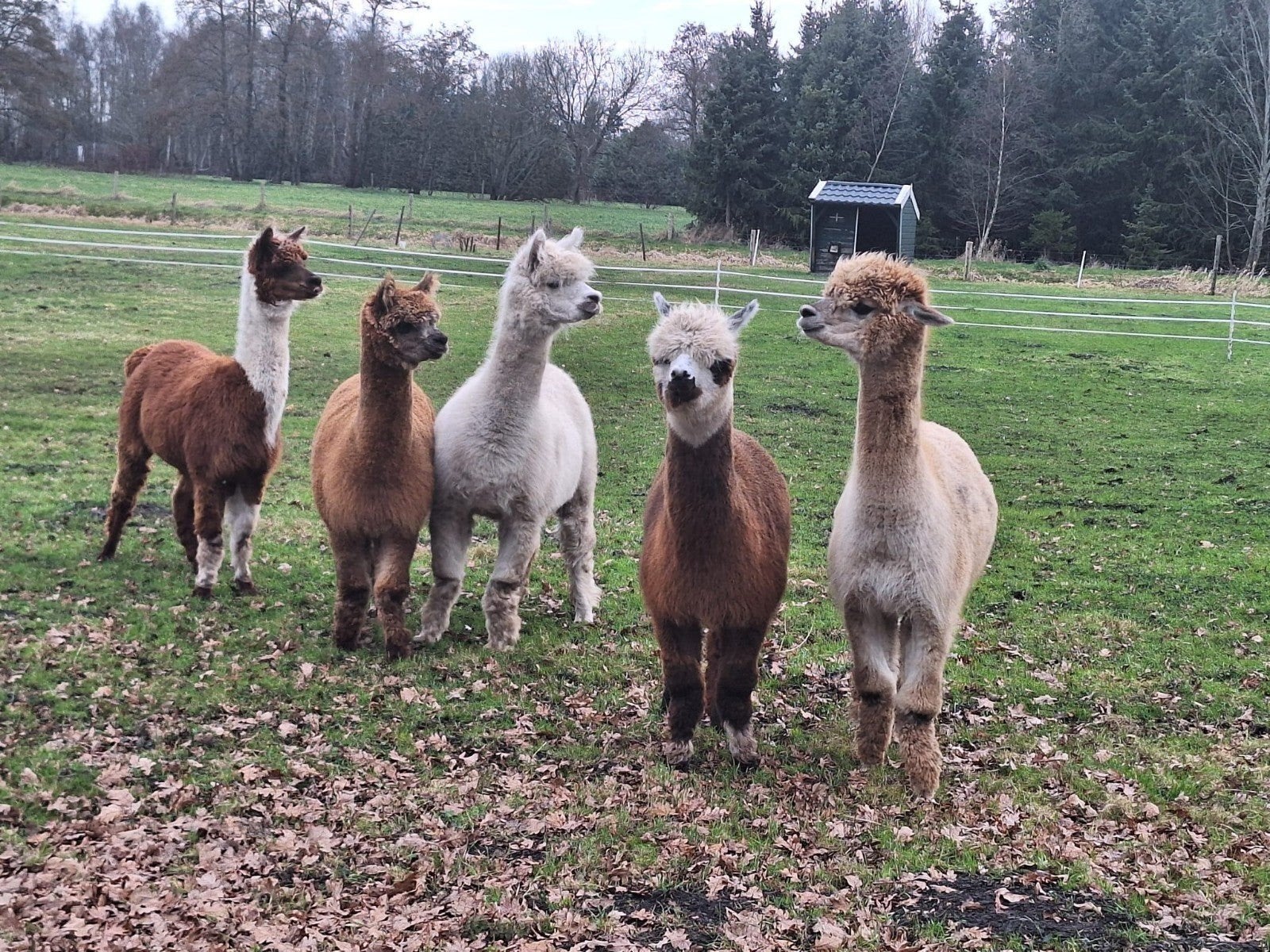 Alpaca wol / vacht, Hobby en Vrije tijd, Spinnewielen en Spinnen, Ophalen, Spinwol