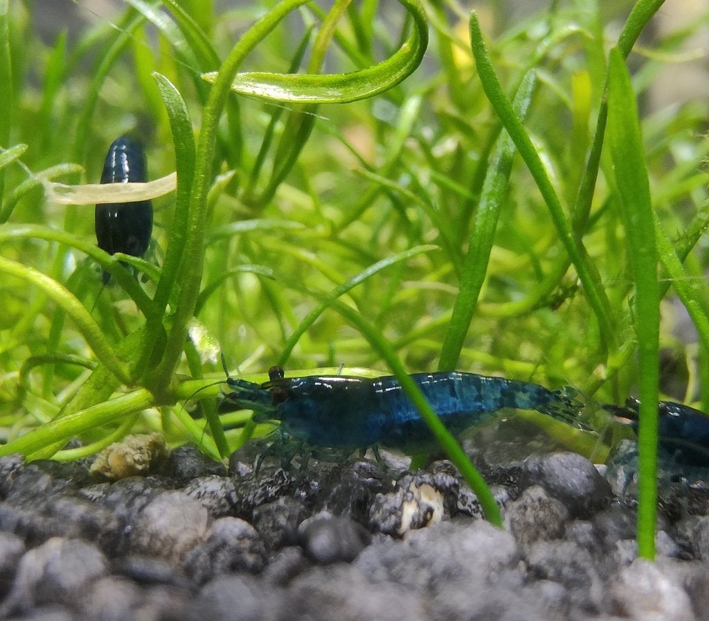 Neo Caradina Blue Dream garnalen, Kreeft, Krab of Garnaal, Zoetwatervis