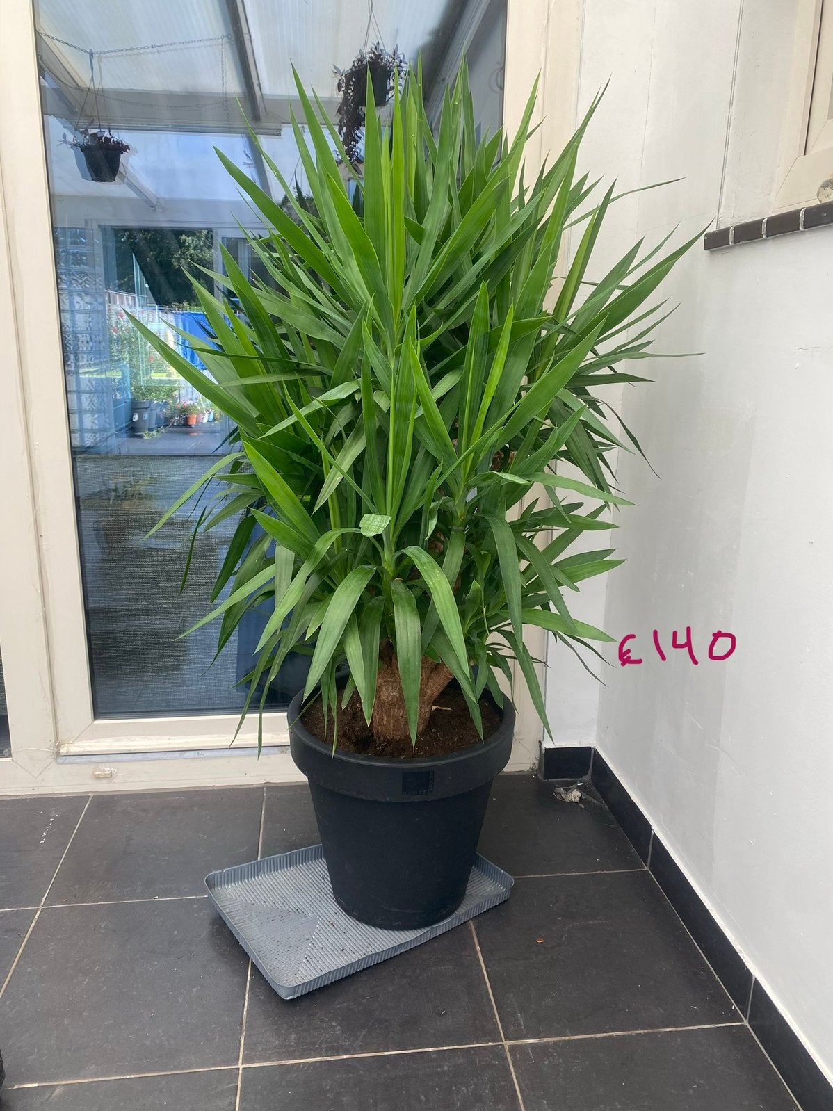 Planten, Ophalen, Overige soorten, Volledige schaduw