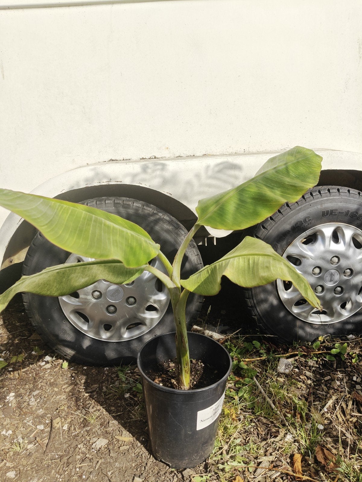 Musa namwa khom marble, 100 tot 250 cm, Zomer, Volle zon, In pot