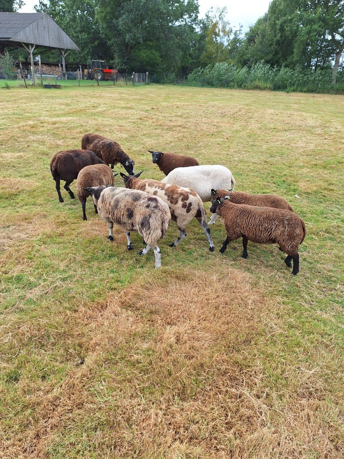 9 ooien te koop, Dieren en Toebehoren, Vrouwelijk, Schaap