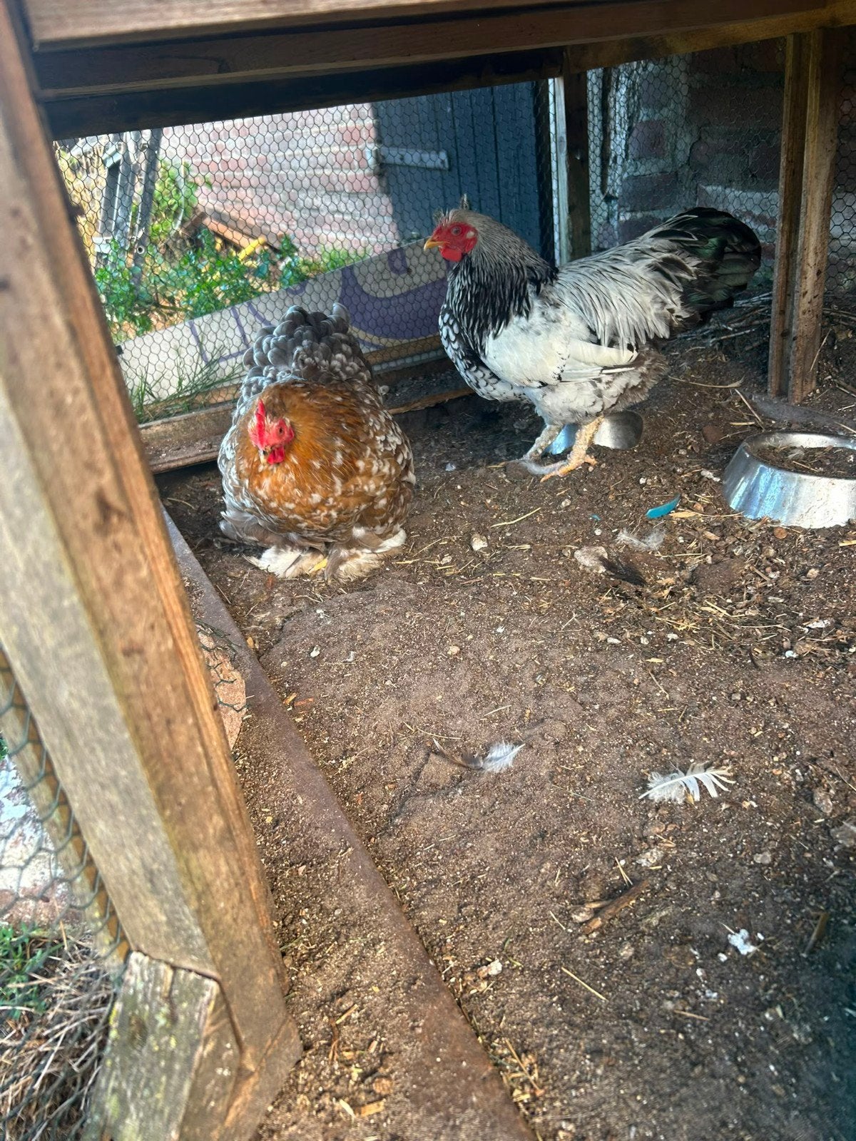 Cohin hennetje, Vrouwelijk, Kip