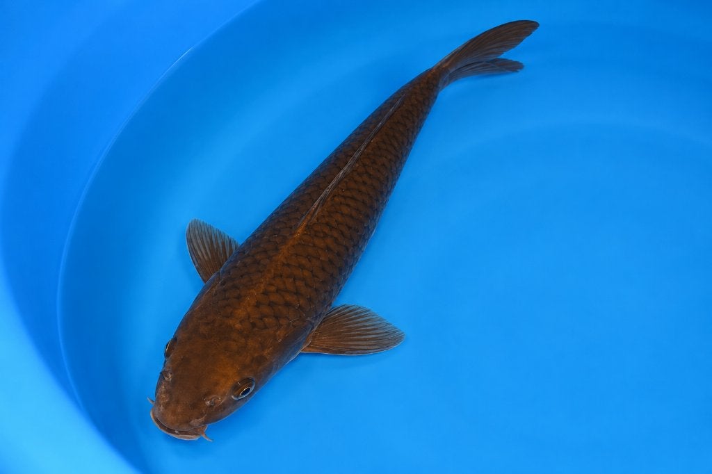 Chagoi 41-45 cm Sansai, Karper of Koi