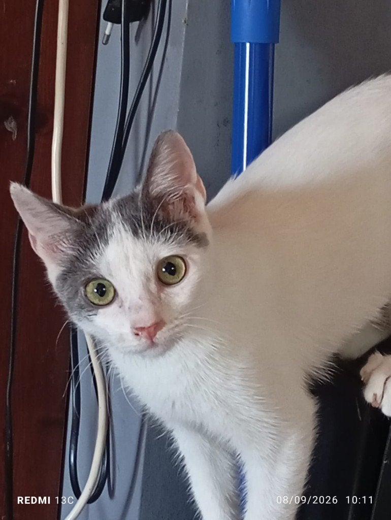 Zeer lief kitten (v) gesterilis./ingeent/chip/ontwormd/6mnd, Poes, Kortharig, 0 tot 2 jaar